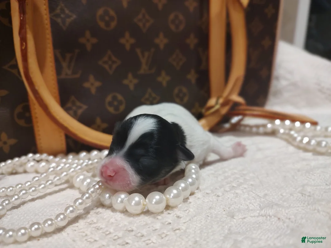 Chihuahua dogs for sale: Zorro - Ad 2