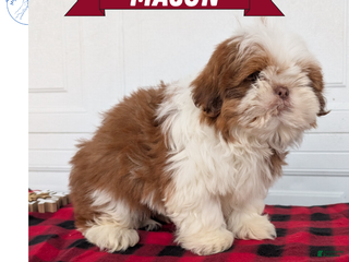 Shih Tzu dogs Mason - Ad 3
