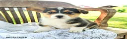 Welsh Corgi Pembroke dogs for sale: Reggie - Ad 4
