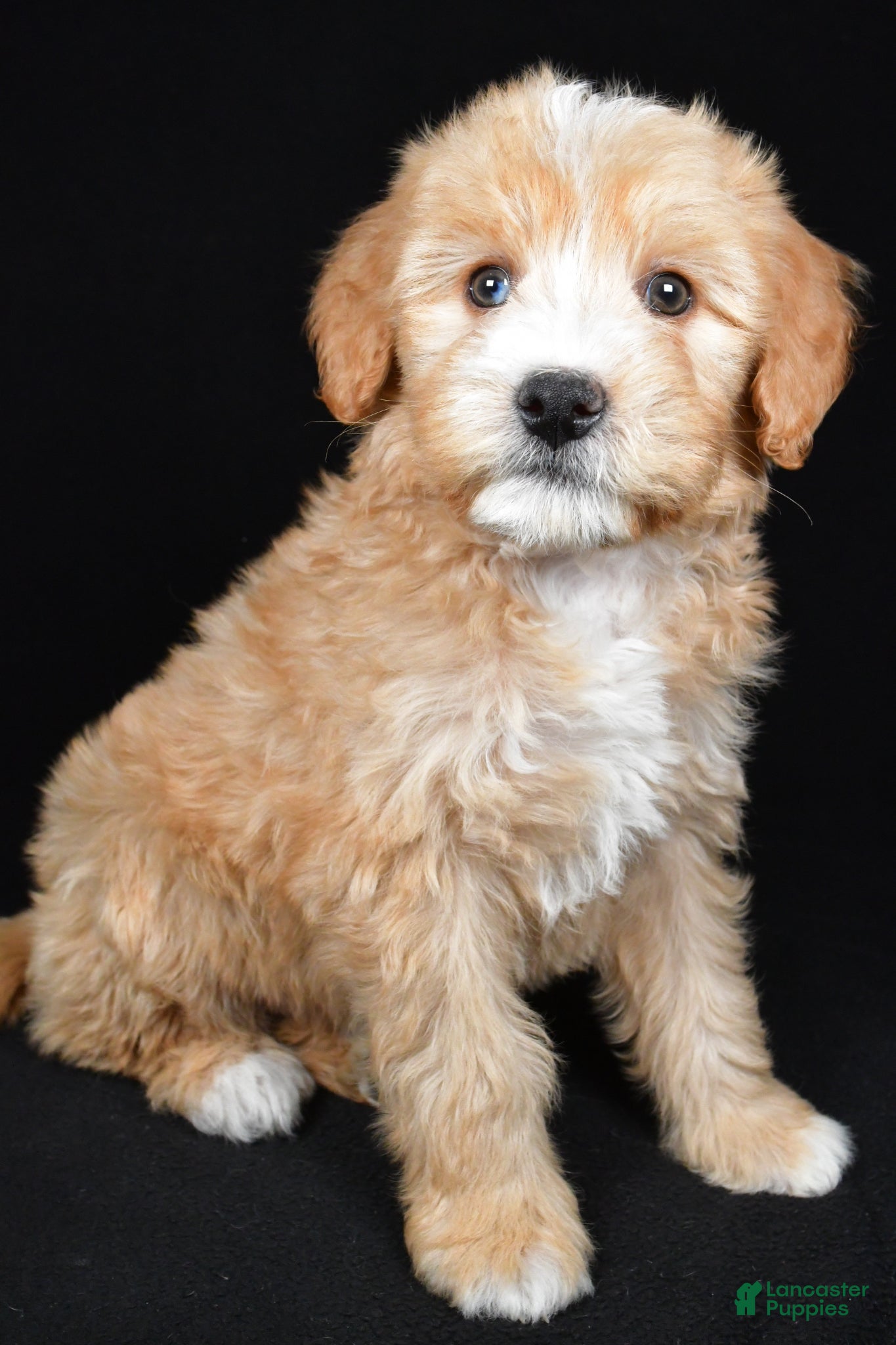 Bernedoodle dogs Hunter - Ad 1