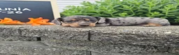 Miniature Dachshund dogs for sale: Petunia - Ad 5