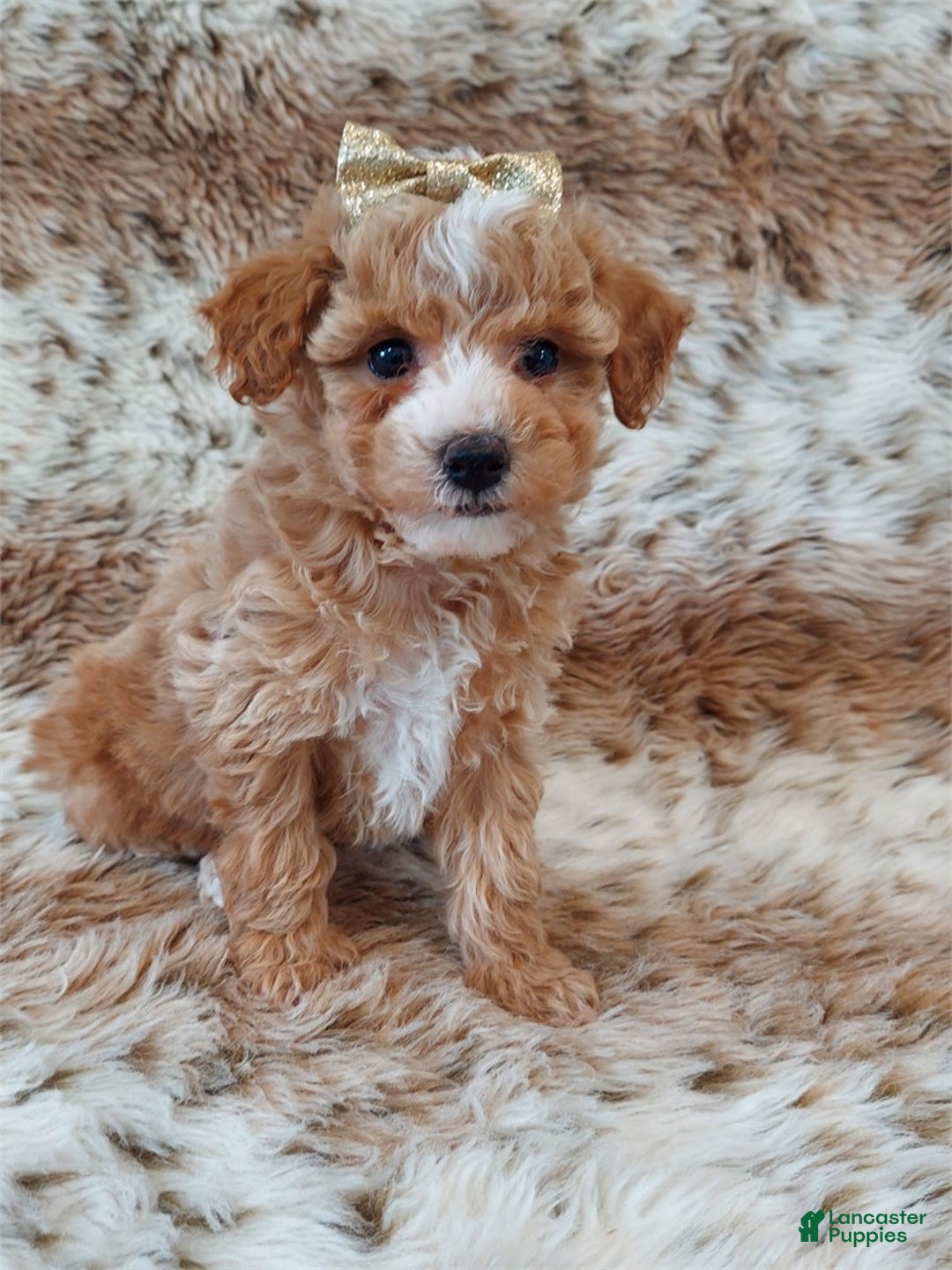 Miniature Poodle dogs for sale: Miniature Poodle Puppy 1 - Ad 2