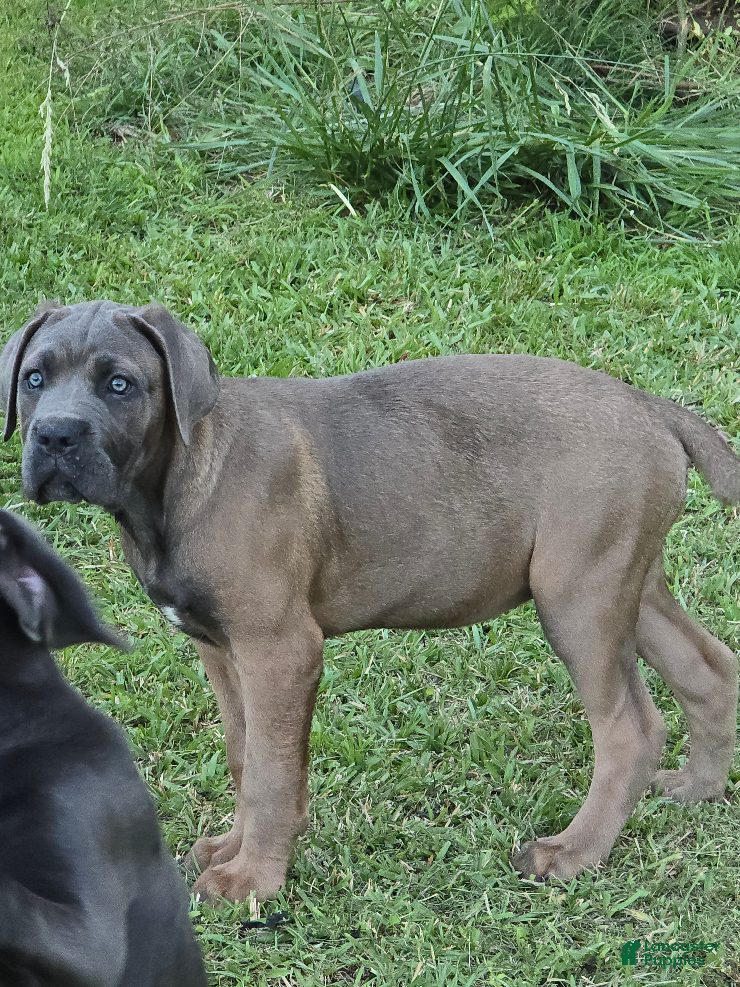 Cane Corso dogs Cane Corso Puppy 3 - Ad 2