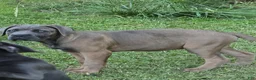 Cane Corso dogs for sale: Cane Corso Puppy 3 - Ad 2