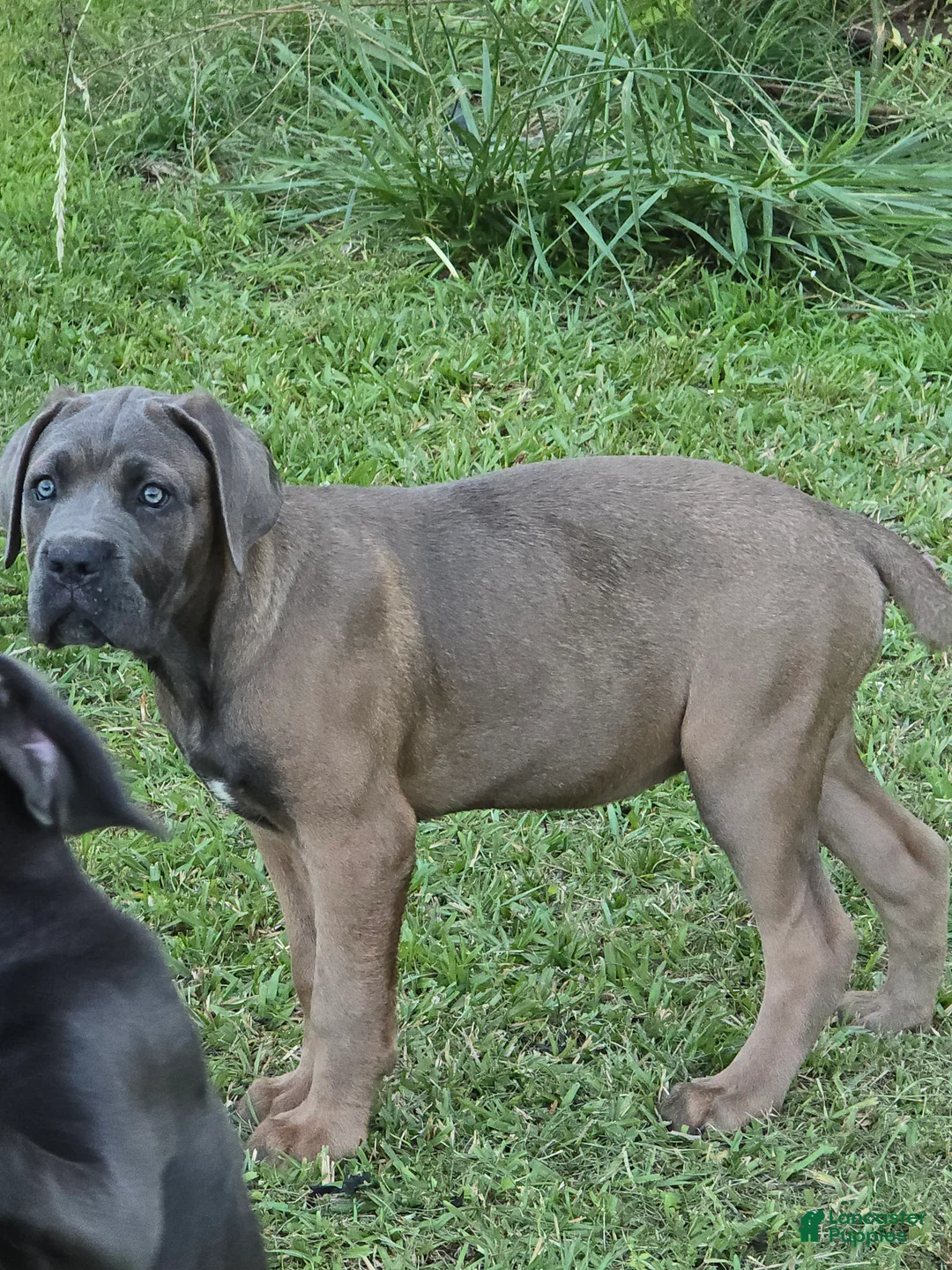 Cane Corso dogs for sale: Cane Corso Puppy 3 - Ad 2