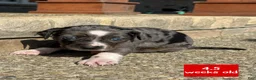 Catahoula Leopard Dog dogs for sale: Red, Male - Ad 4
