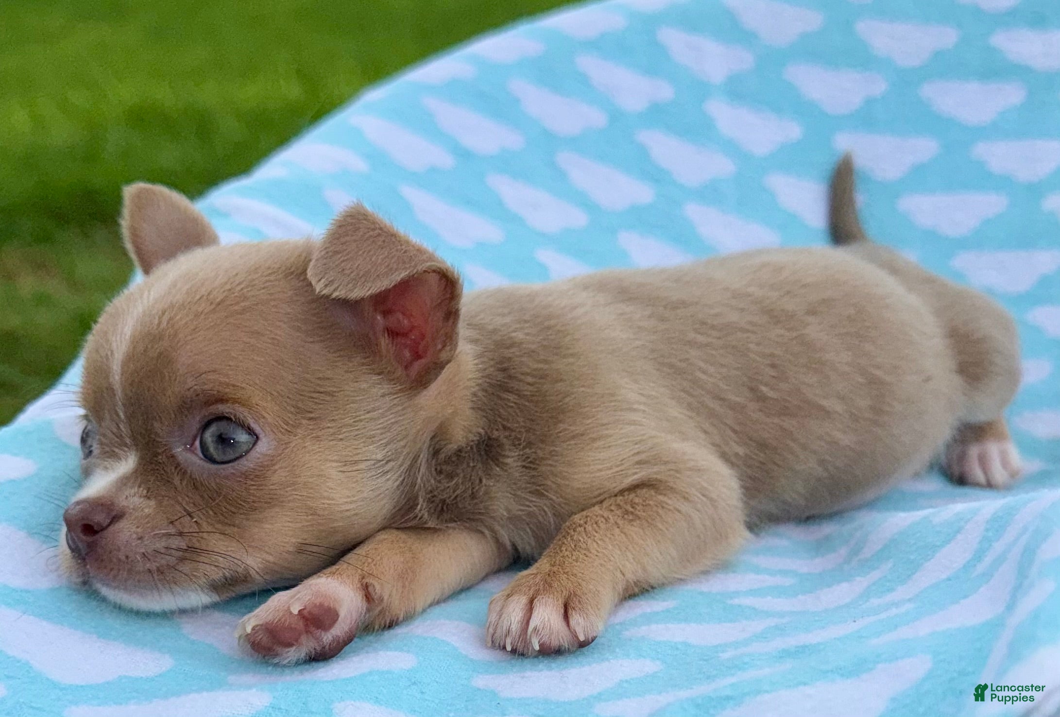 Chihuahua dogs Chihuahua Puppy 1 - Ad 2