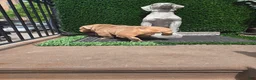 English Bulldog dogs for stud: OPEN FOR STUD - Ad 55