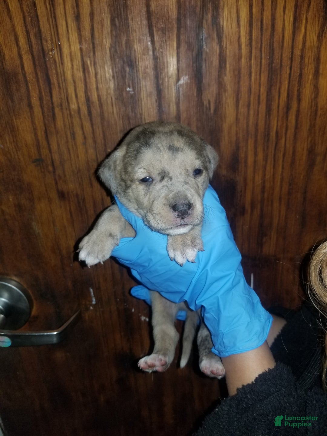 Cane Corso dogs for sale: Cane Corso Puppy 5 - Ad 8
