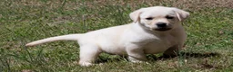 Labrador Retriever dogs for sale: Kenna - Ad 5