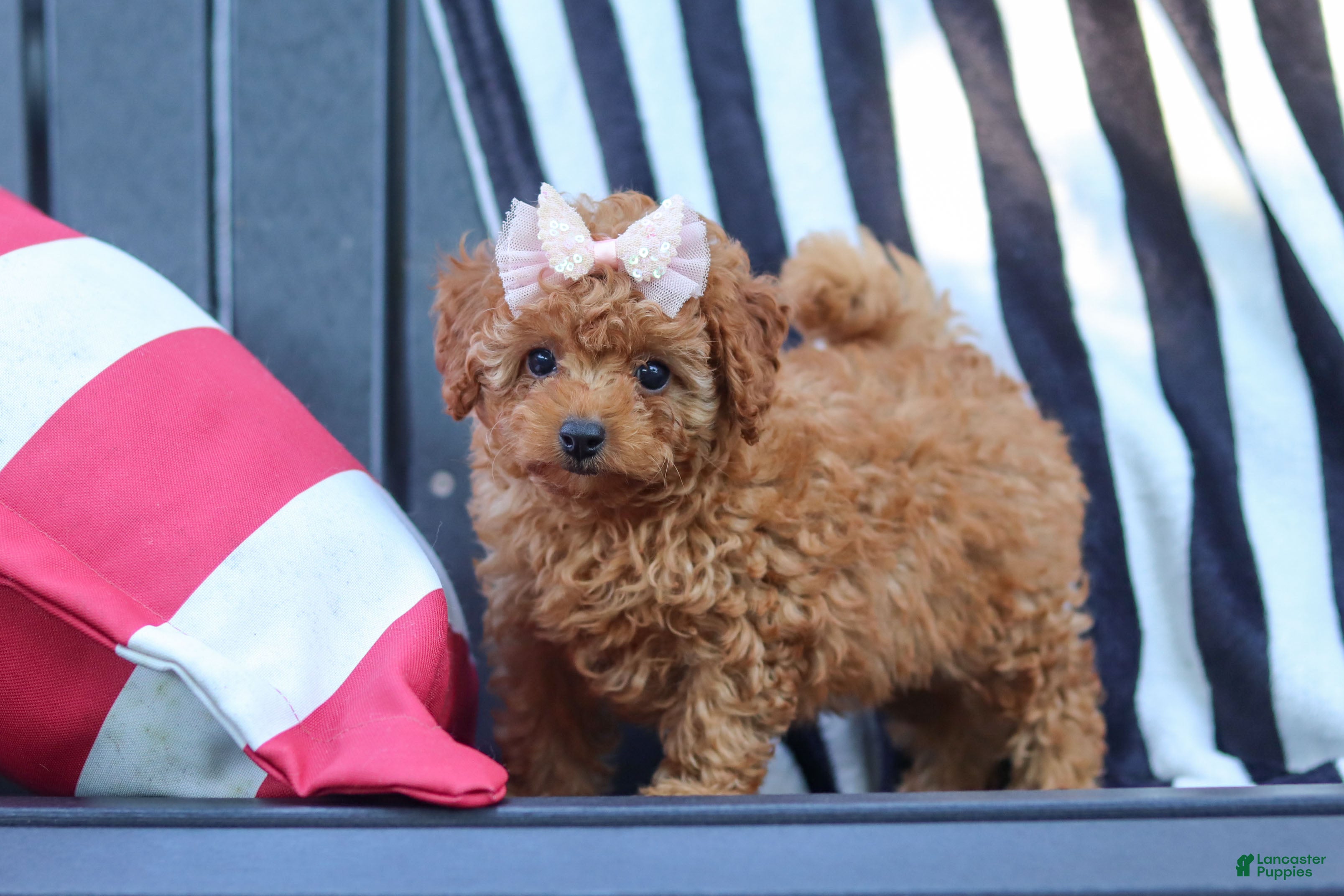 Cavapoo dogs Emily  - Ad 2