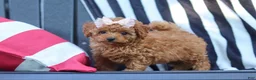 Cavapoo dogs for sale: Emily  - Ad 2