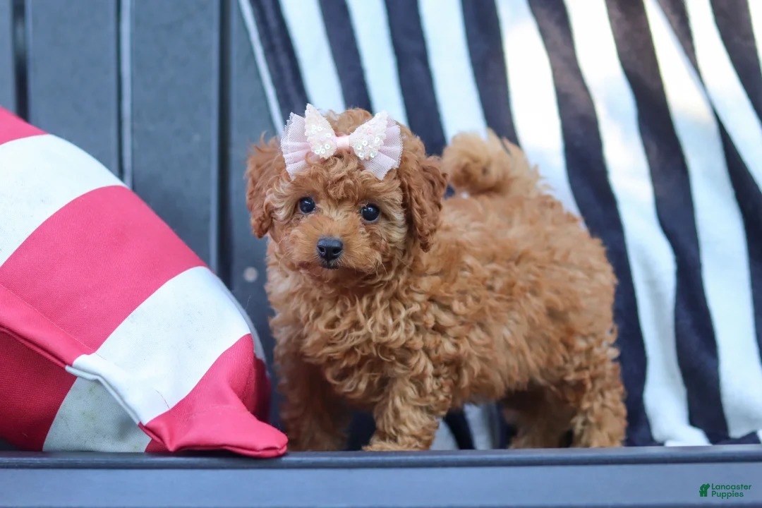 Cavapoo dogs for sale: Emily  - Ad 2