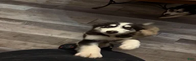 Milo