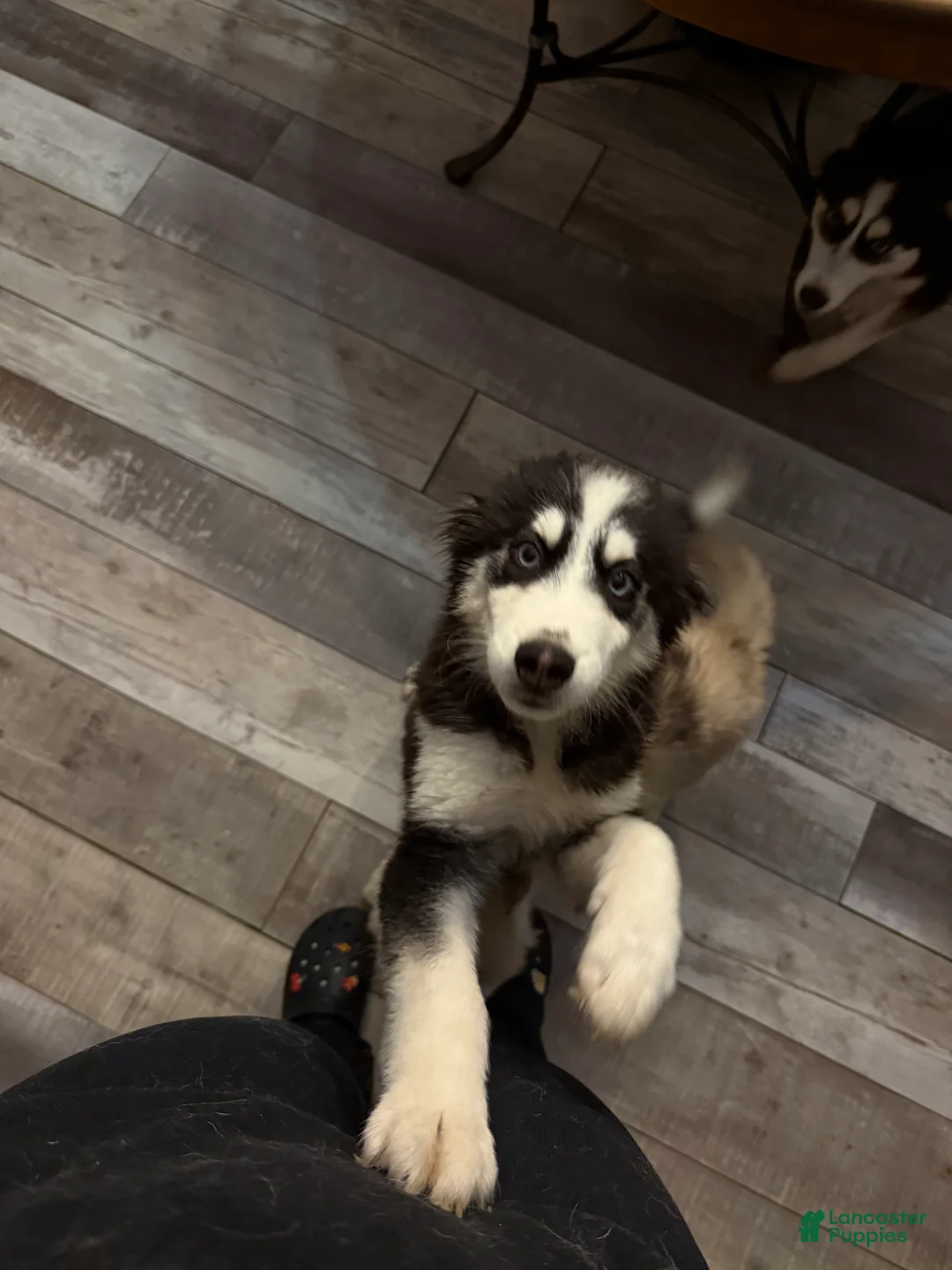 Pomsky dogs for sale: Milo - Ad 1
