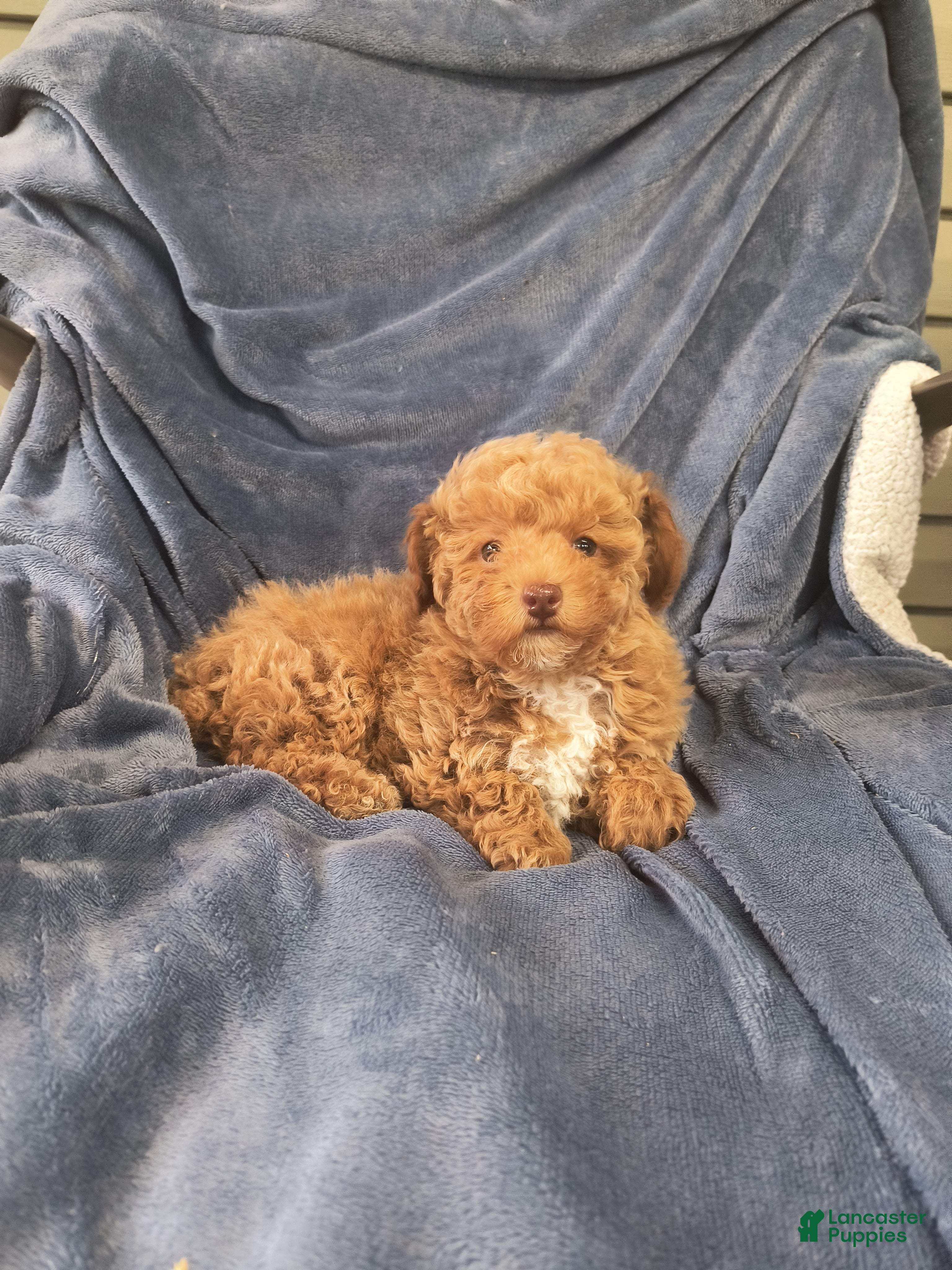 Toy Poodle dogs TOMMY  - Ad 2