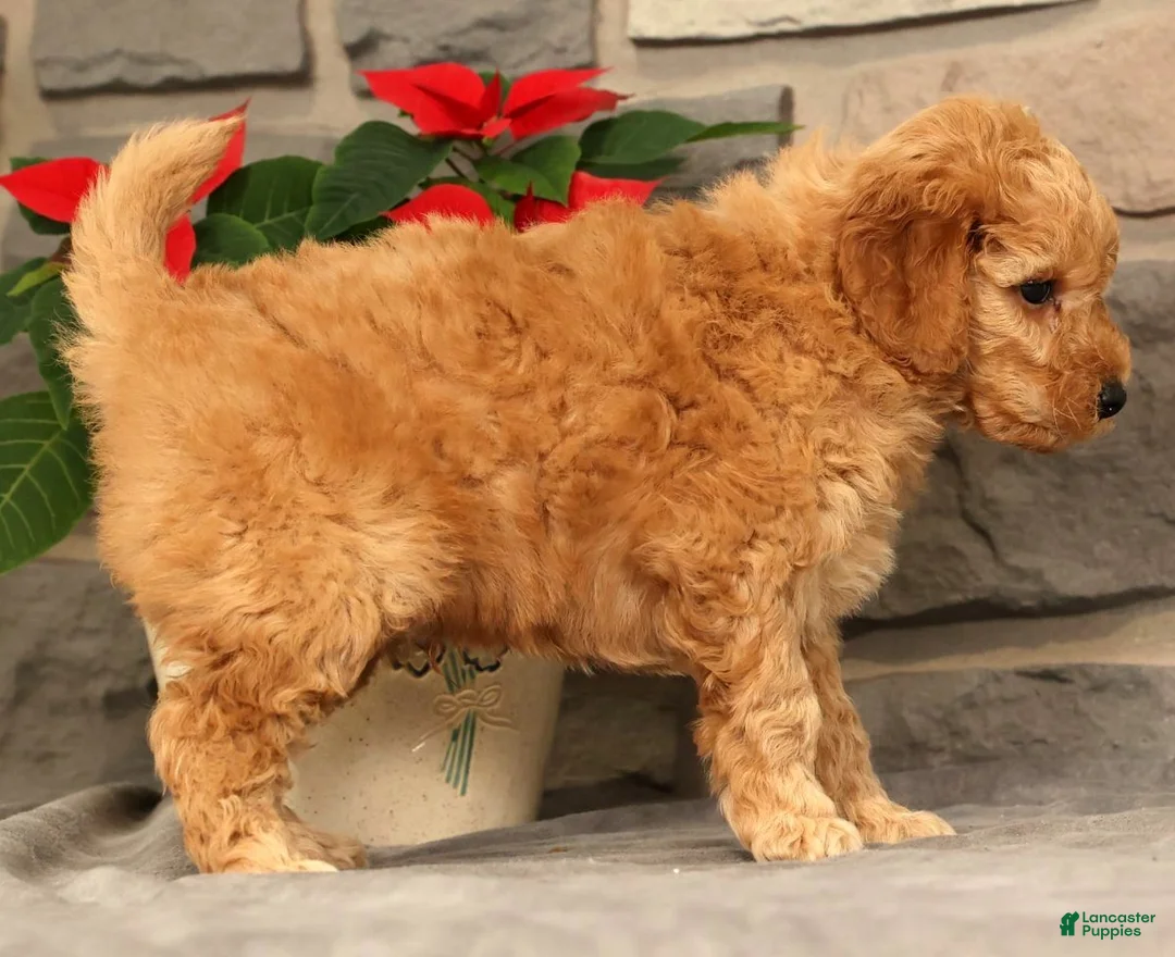Mini Goldendoodle dogs for sale: Santana - Ad 8