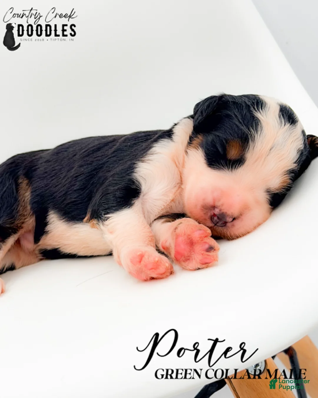 Bernedoodle dogs for sale: Porter - Ad 1