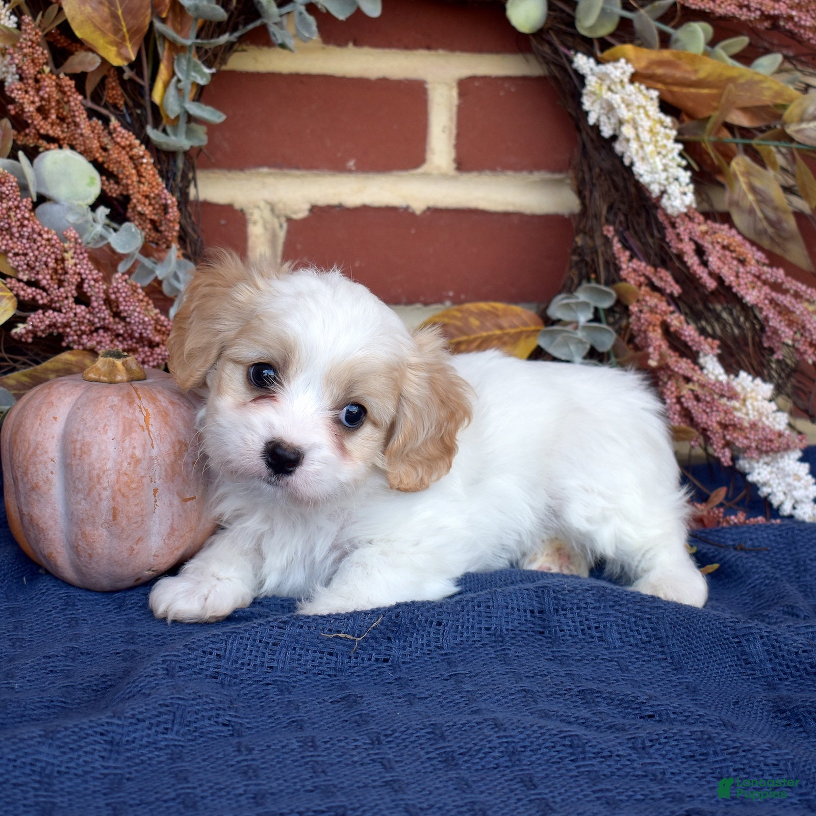 Cavachon dogs for sale: Pip - Ad 1