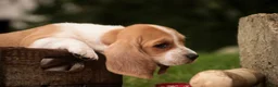 Basset Hound dogs for sale: Oscar Basset Hound  - Ad 4