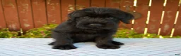 Giant Schnauzer dogs for sale: Orus - Ad 1