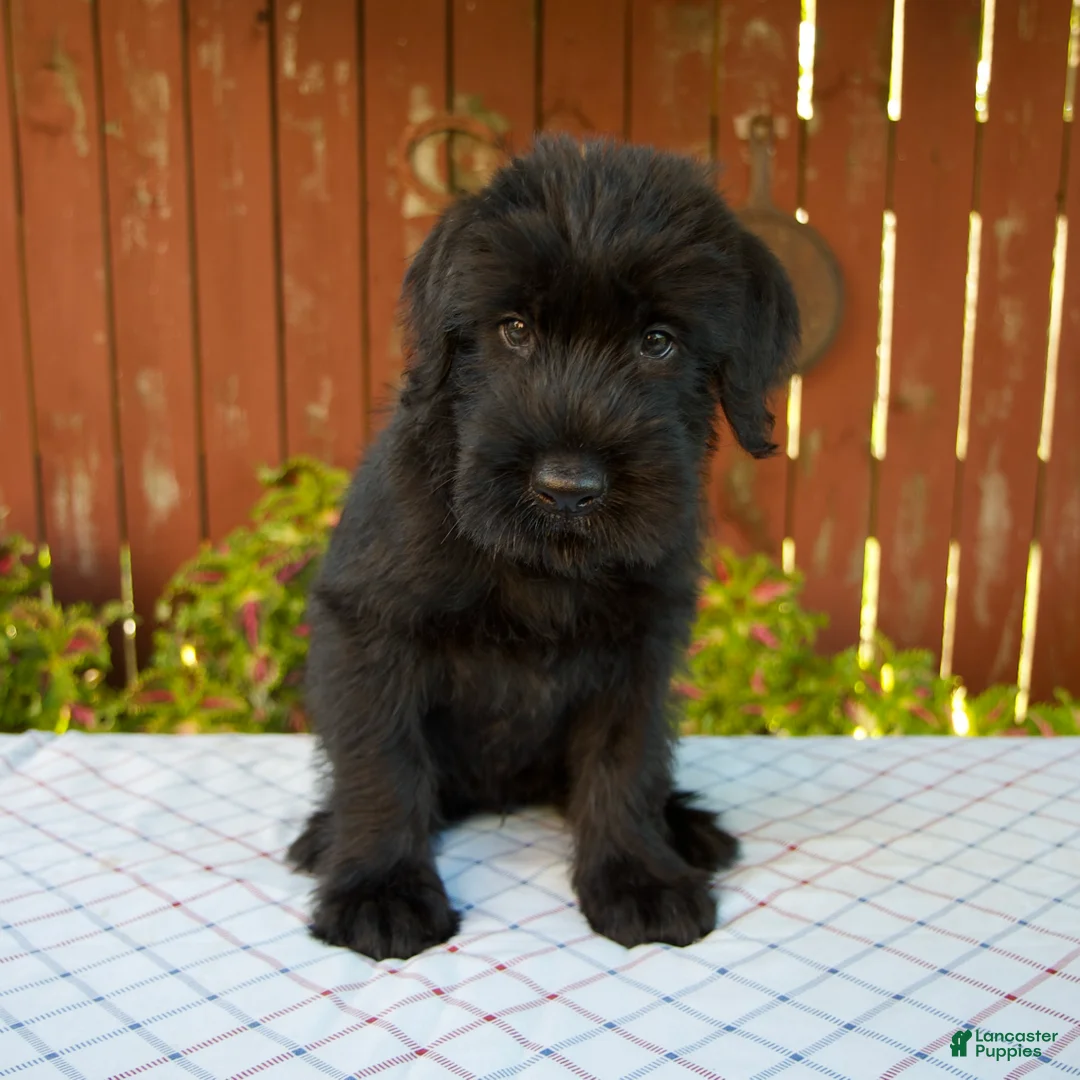 Giant Schnauzer dogs for sale: Orus - Ad 1
