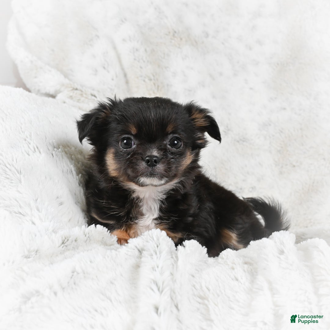 Chihuahua dogs for sale: Sally - Ad 1