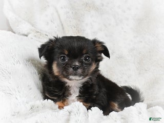 Chihuahua dogs Sally - Ad 22