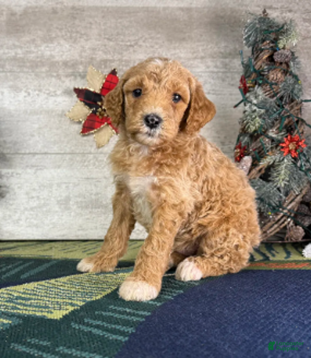 Miniature Poodle dogs for sale: Stella - Ad 5