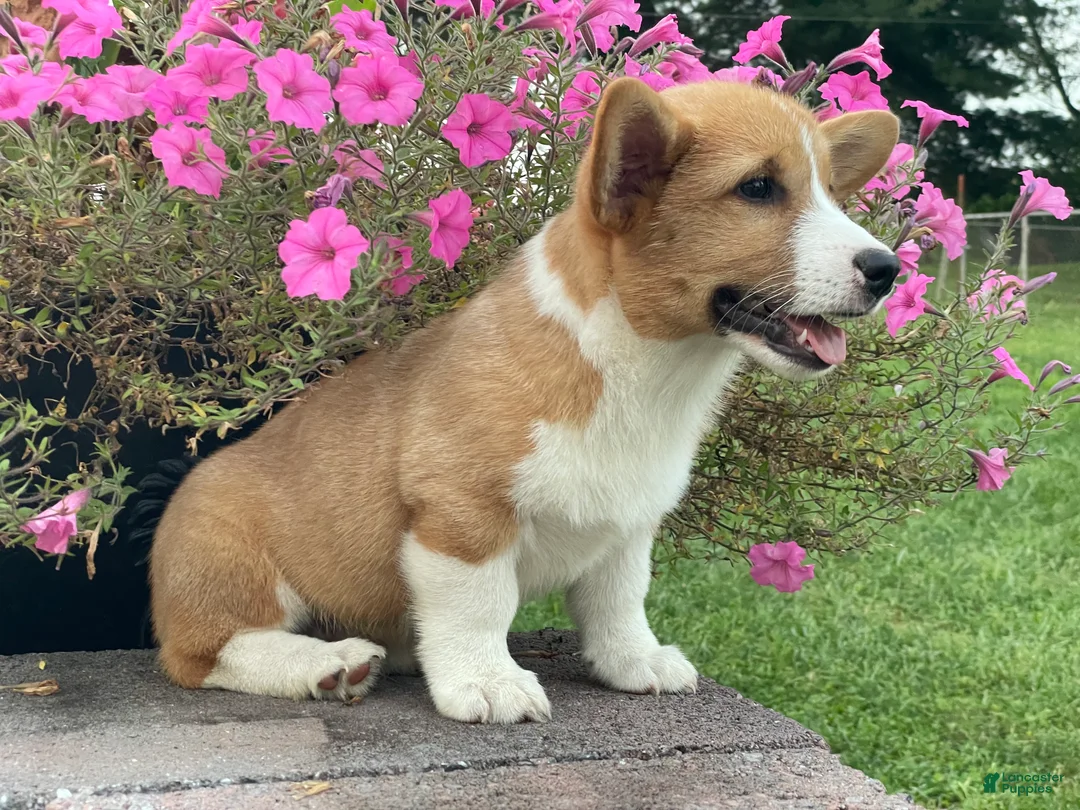 Welsh Corgi Pembroke dogs for sale: Welsh Corgi Pembroke 2 - Ad 2