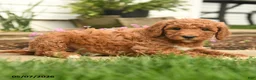 Goldendoodle dogs for sale: Reeses - Ad 3
