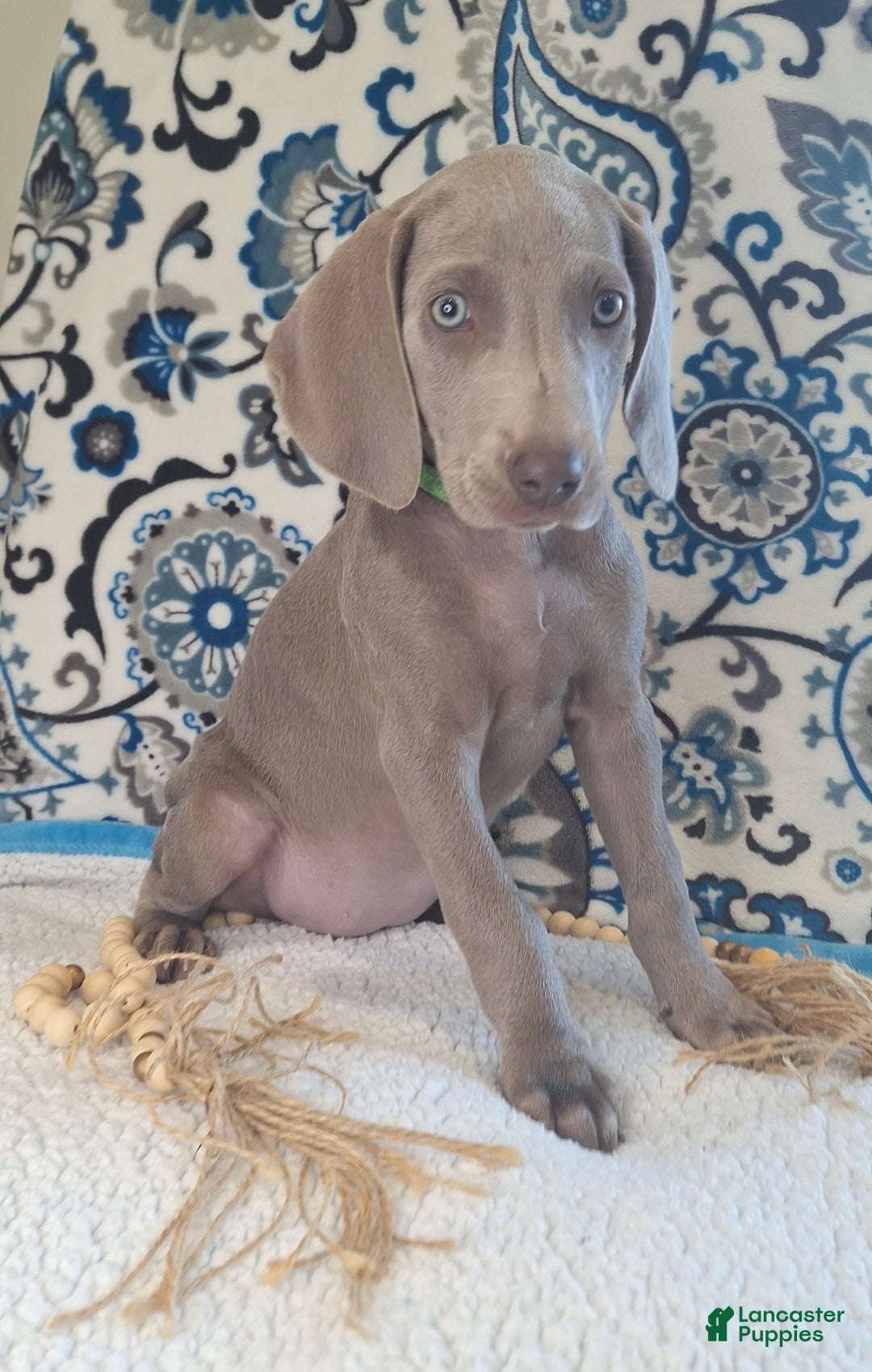 Weimaraner dogs for sale: Jess - Ad 4