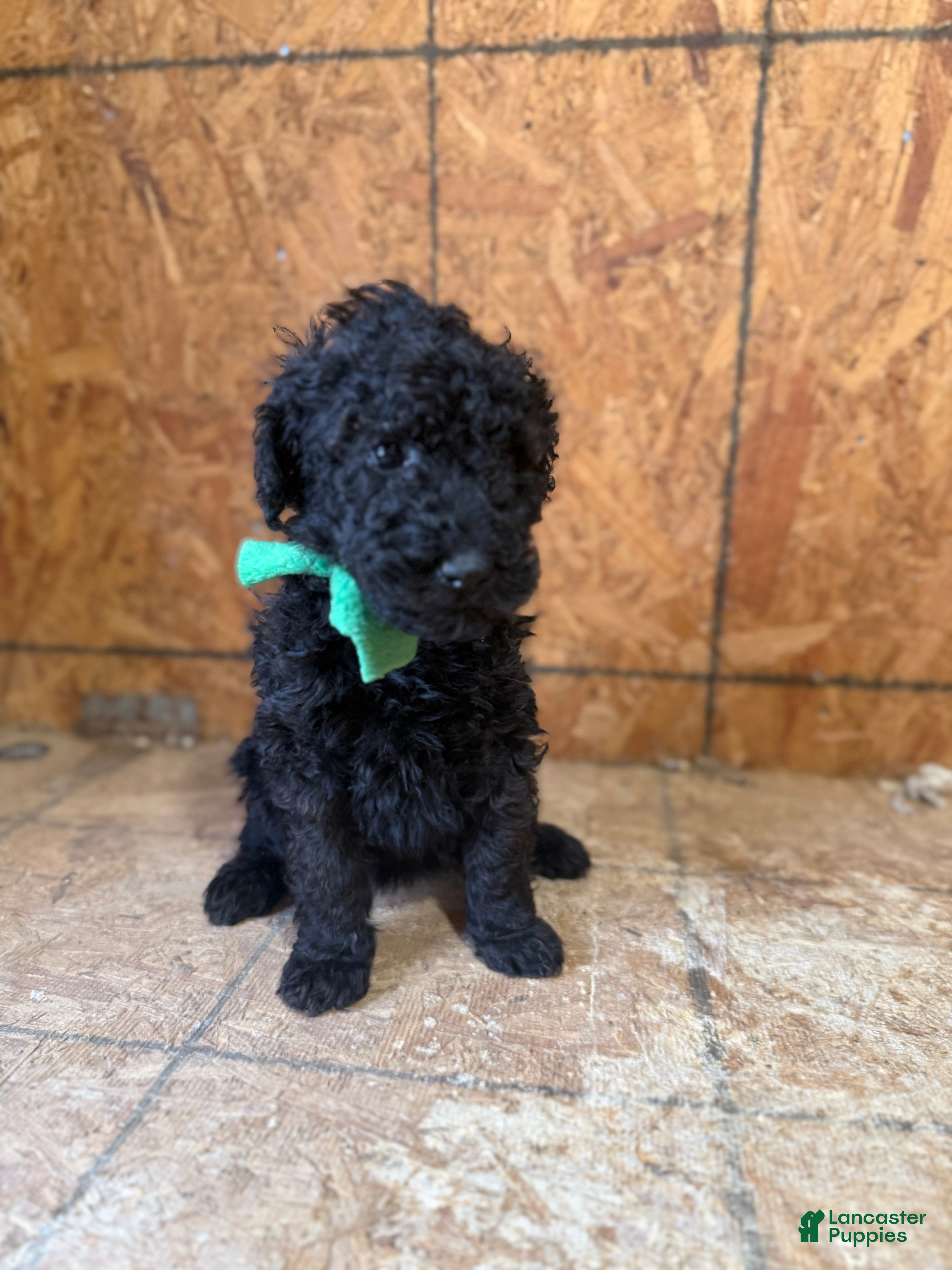 Standard Poodle dogs for sale: Green girl - Ad 4