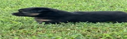 Toy Australian Shepherd dogs for sale: Peter Pan - Ad 10