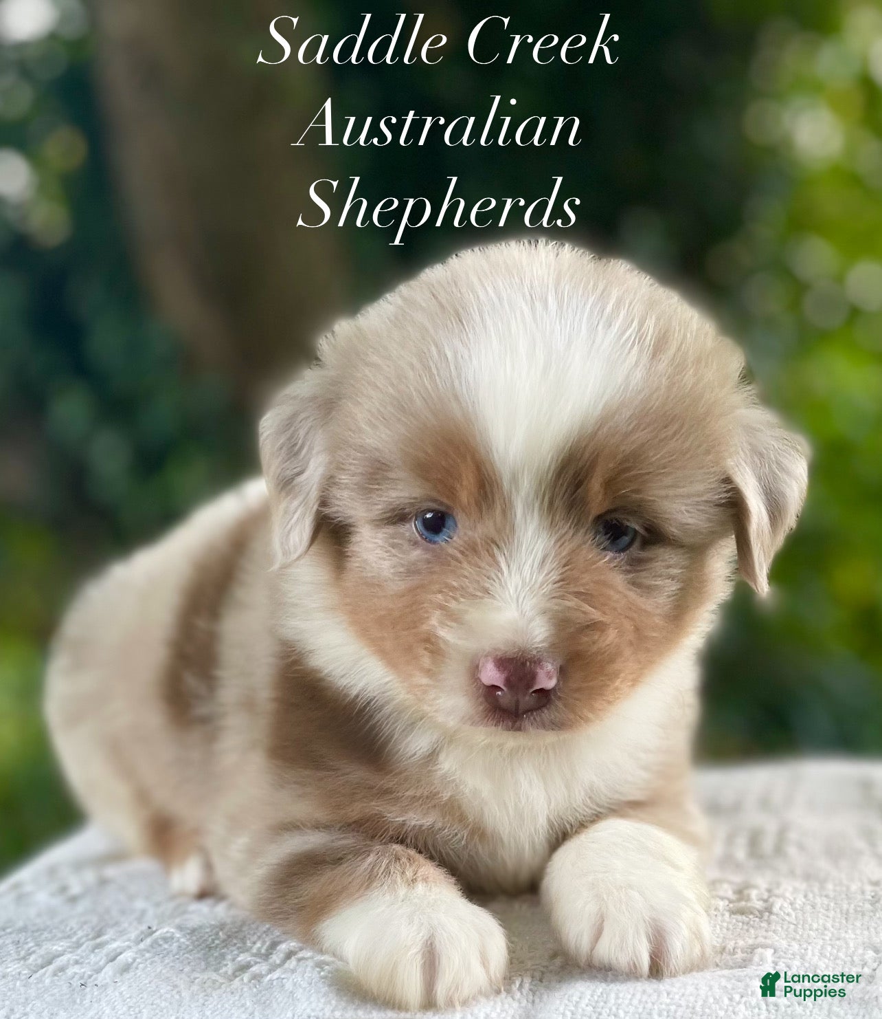 Australian Shepherd dogs Australian Shepherd 2 - Ad 1