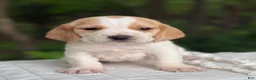 Beagle dogs for sale: Ava - Ad 4