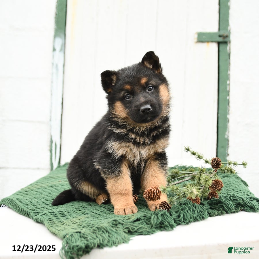 German Shepherd dogs Leo - Ad 9