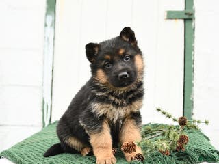 German Shepherd dogs Leo - Ad 9