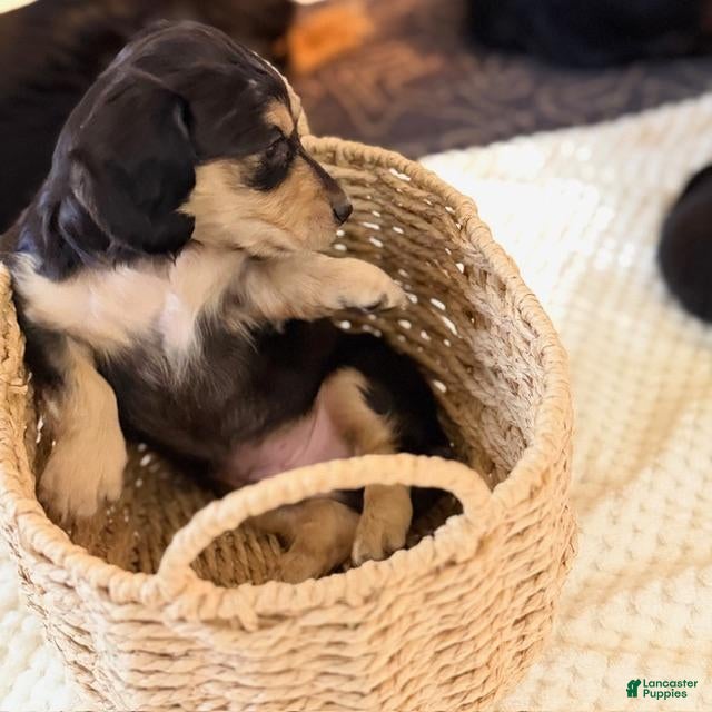 Dachshund dogs Lima - Ad 1