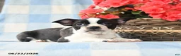Boston Terrier dogs for sale: Gidget - Ad 1