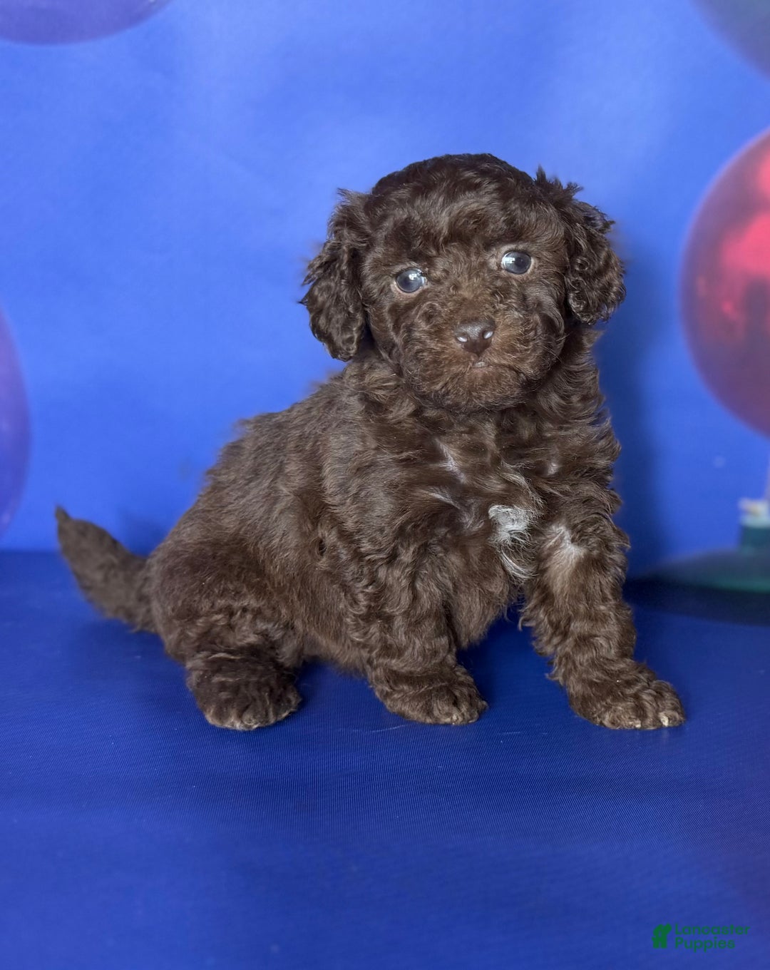 Toy Poodle dogs for sale: ACA DNA Truffle - Ad 7
