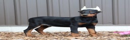Doberman Pinscher dogs for sale: Black Ace - Ad 3
