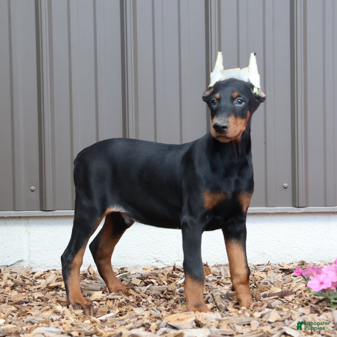 Doberman Pinscher dogs for sale: Black Ace - Ad 3