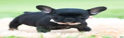 French Bulldog dogs for sale: Sweet Pepper - Ad 3