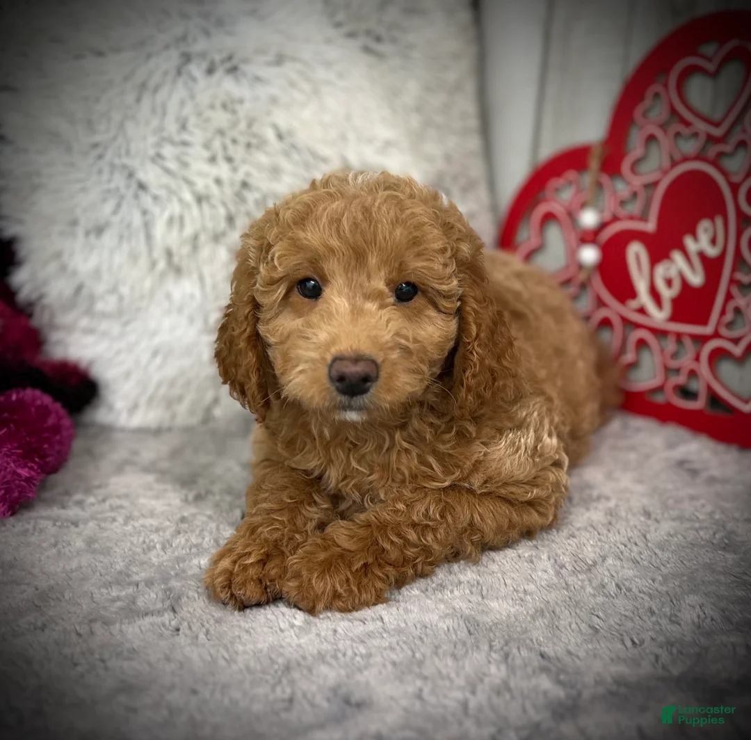 Mini Goldendoodle dogs for sale: Alpha (Miniature Boy) - Ad 1