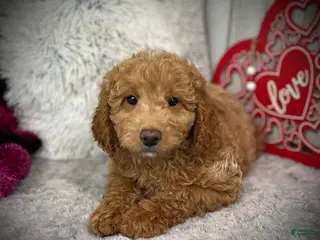 Mini Goldendoodle dogs Alpha (Miniature Boy) - Ad 6
