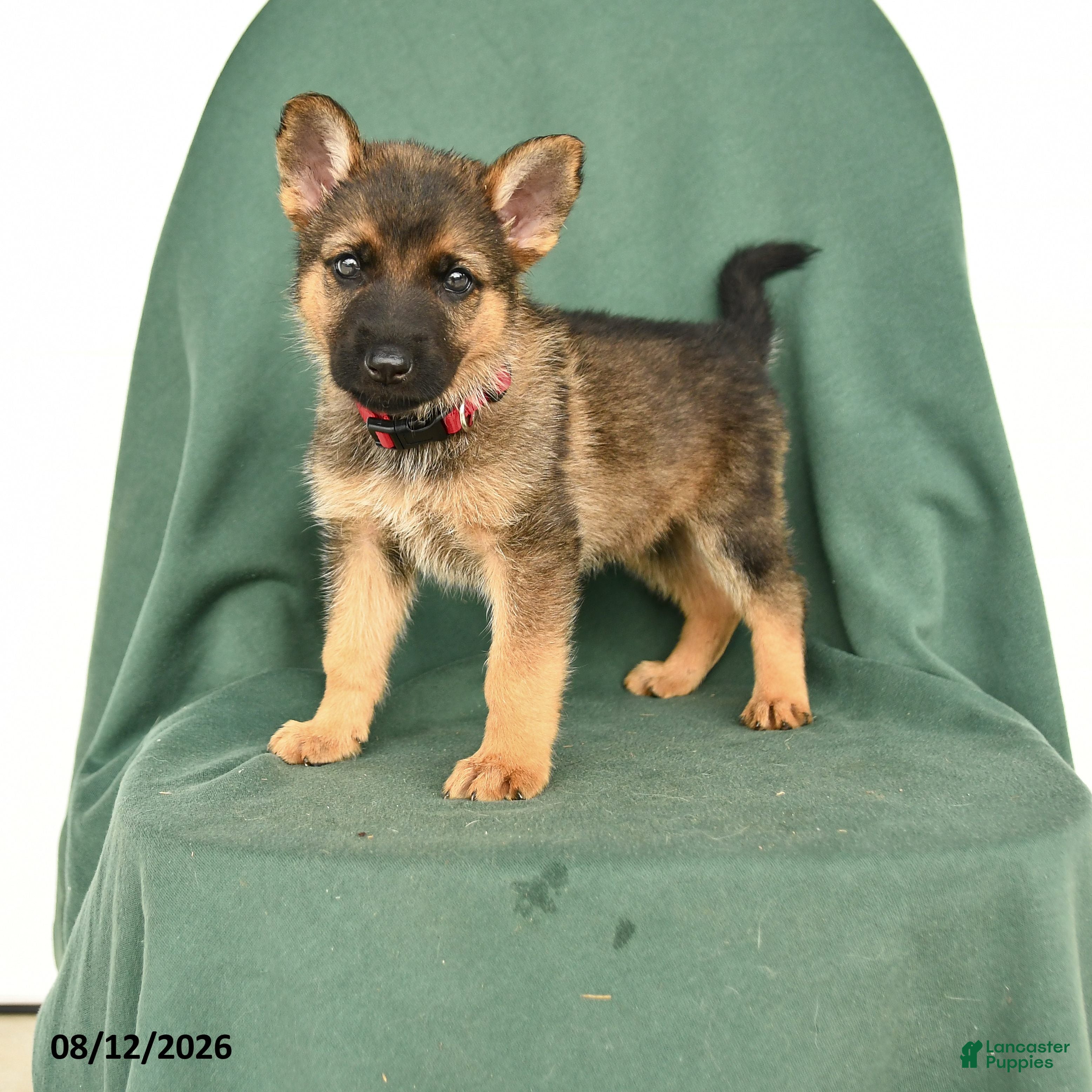 German Shepherd dogs Gabby - Ad 1