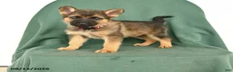 German Shepherd dogs for sale: Gabby - Ad 1