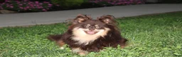 Pomeranian dogs for sale: Flora - Ad 13