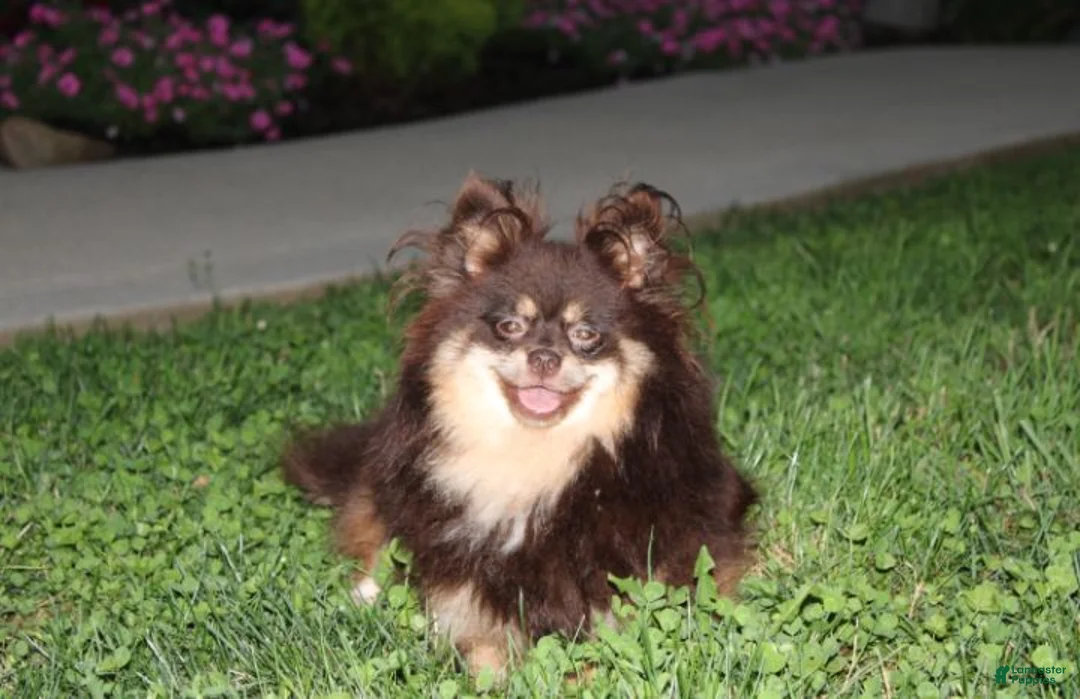 Pomeranian dogs for sale: Flora - Ad 13